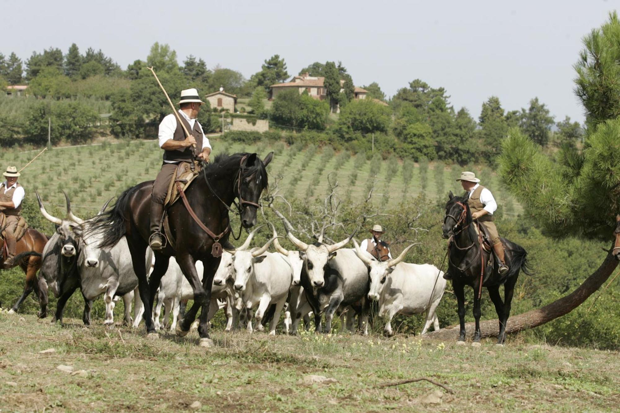 Agriturismo La Forra Cavriglia Kültér fotó