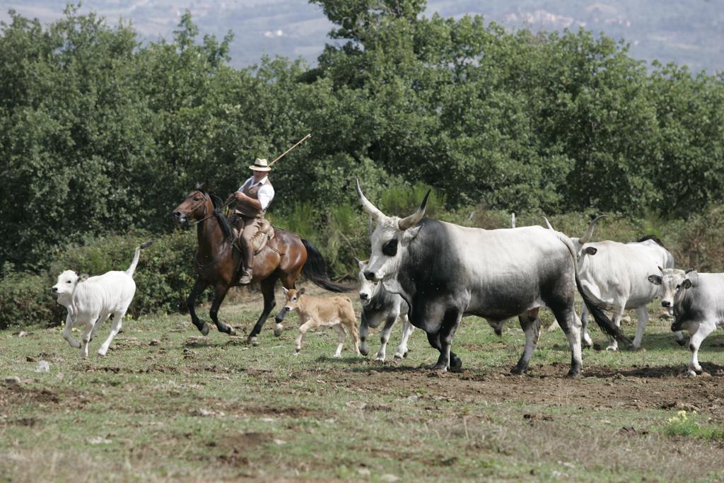 Agriturismo La Forra Cavriglia Kültér fotó
